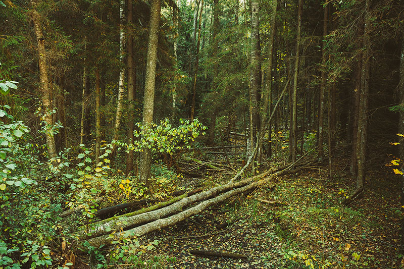 Fallen Trees In Green Coniferous Forest
